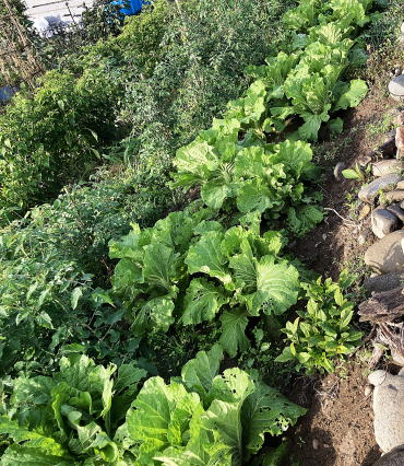 旬の野菜半額販売２