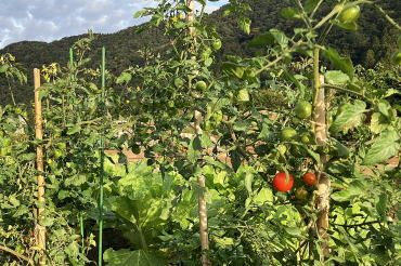 旬の野菜半額販売１
