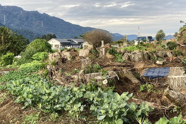 旬の野菜半額販売２