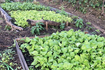 野菜半額直売所　福井市　香花