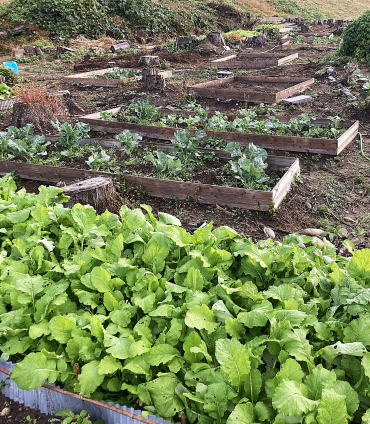 旬の野菜半額販売３