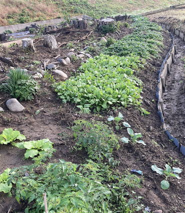 旬の野菜半額販売3