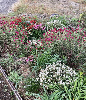 野菜直売所　福井市　香花１