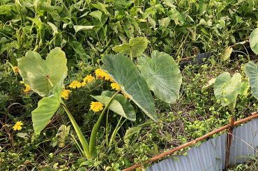 野菜直売　福井市　香花